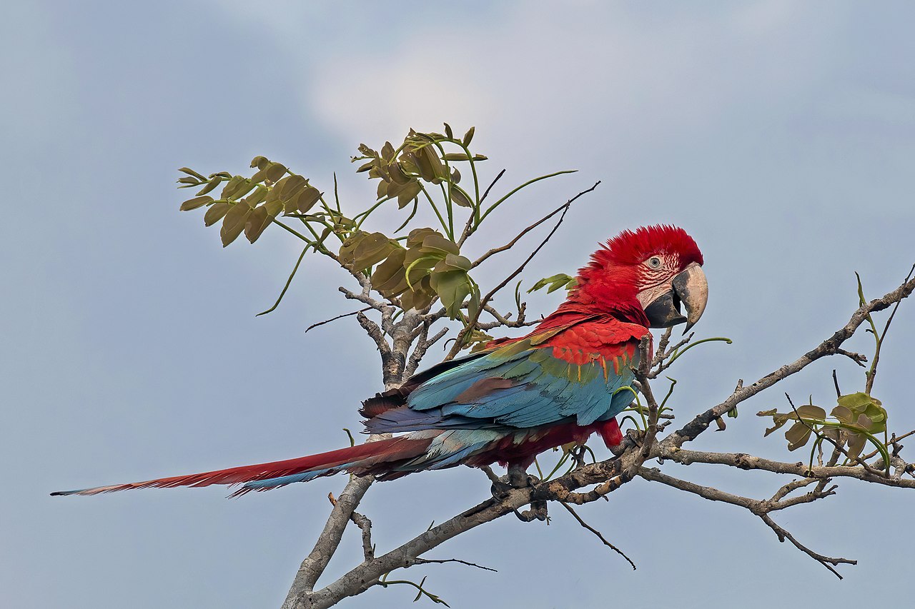 bird-parrot-red-blue