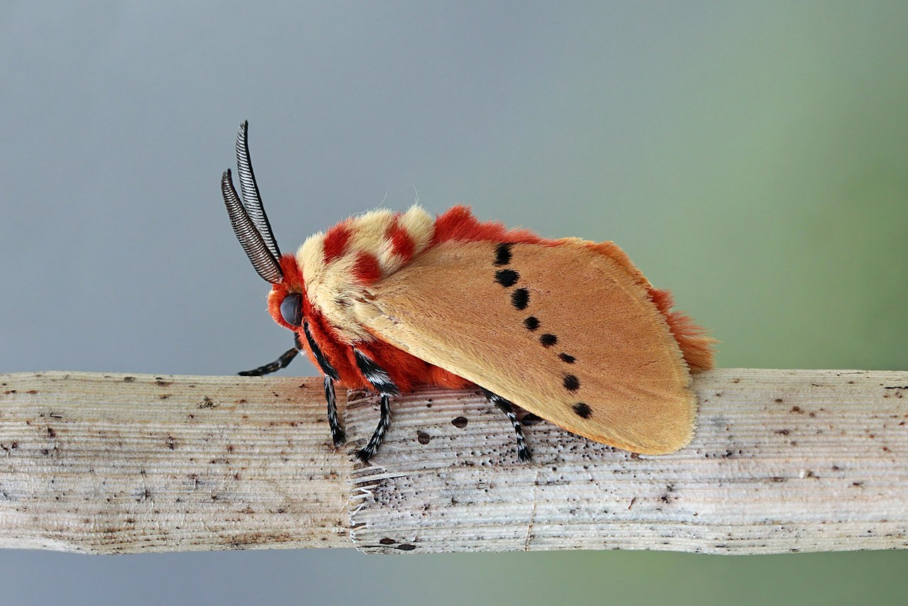 insect-red-white